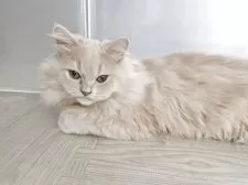 ミヌエット(長足)【栃木県・男の子・2025年3月4日・クリームタビー】の写真4