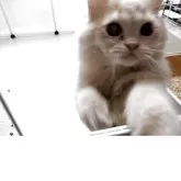 ミヌエット(長足)【栃木県・男の子・2025年3月4日・クリームタビー】の写真2