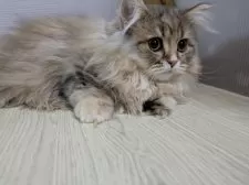 ミヌエット(短足)【栃木県・女の子・2024年12月13日・チンチラゴールデン】の写真2