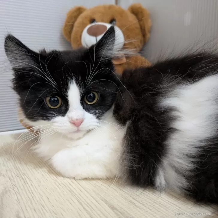 ID:2412-00413の子猫