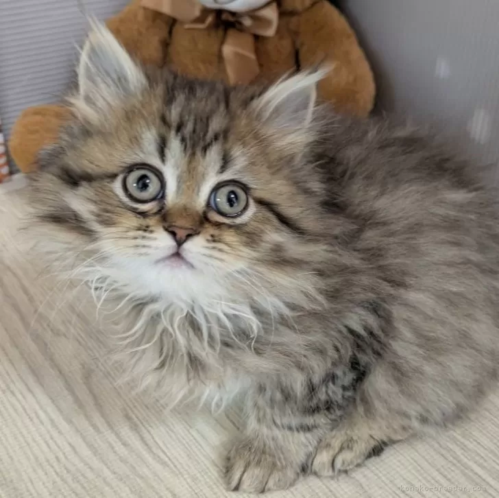 ID:2501-02218の子猫