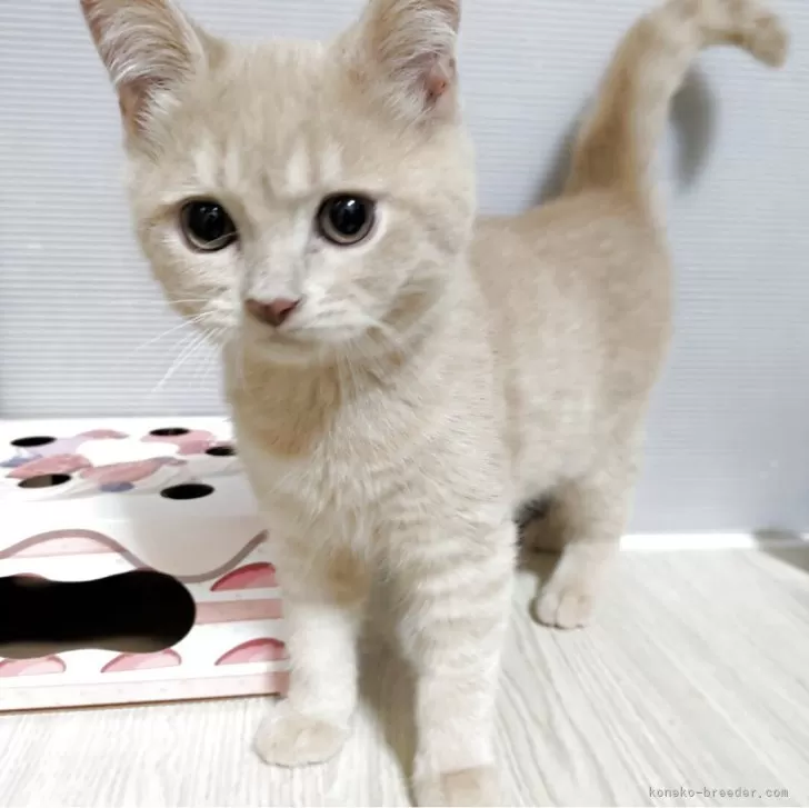 ID:2506-03281の子猫
