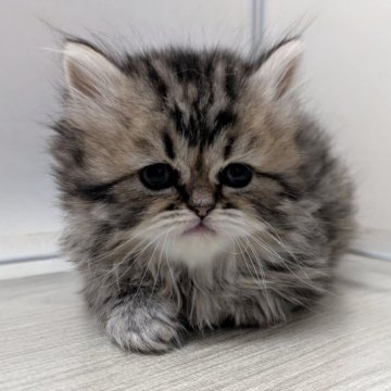 ミヌエット(長足)【栃木県・女の子・2025年11月11日・ブラウンタビー（ロング）】の写真「キョトンと可愛いミヌエットの女の子♡」