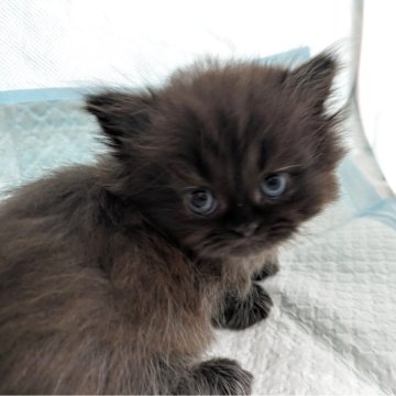 ミヌエット(短足)【栃木県・男の子・2025年9月22日・ブラックスモーク（ロング）】の写真「可愛い黒の短足ミヌエットくんです♪」