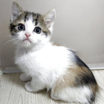 マンチカン(長足)【栃木県・女の子・2025年12月24日・キャリコ（短毛）】の写真「おめめが大きな可愛い女の子マンチカンちゃん！」