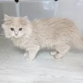 ミヌエット(長足)