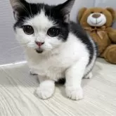 ミヌエット(長足)