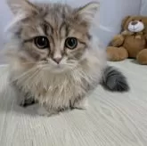 ミヌエット(短足)【栃木県・女の子・2024年12月13日・チンチラゴールデン】の写真1