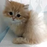 ミヌエット(短足)