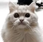 ミヌエット(長足)【栃木県・男の子・2025年3月4日・クリームタビー】の写真1