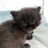 ミヌエット(短足)