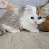 ミヌエット(長足)【栃木県・男の子・2024年12月29日・ブラウンパッチドタビー&ホワイト】の写真1