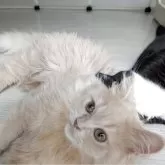 ミヌエット(長足)【栃木県・男の子・2025年3月4日・クリームタビー】の写真3