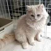 ミヌエット(長足)【栃木県・男の子・2025年3月4日・クリームタビー】の写真7