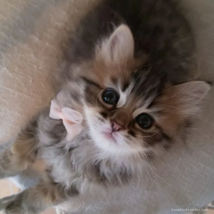 O.N 様のお迎えした子猫