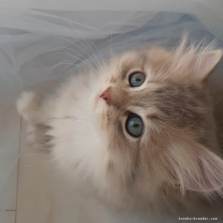 ID：2402-00117の子猫