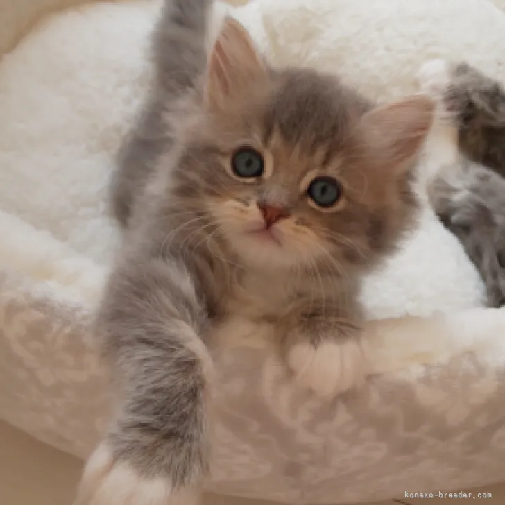 ID:2304-00745の子猫