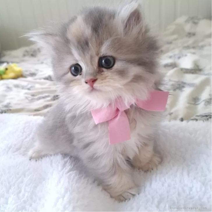 ID:2410-01028の子猫