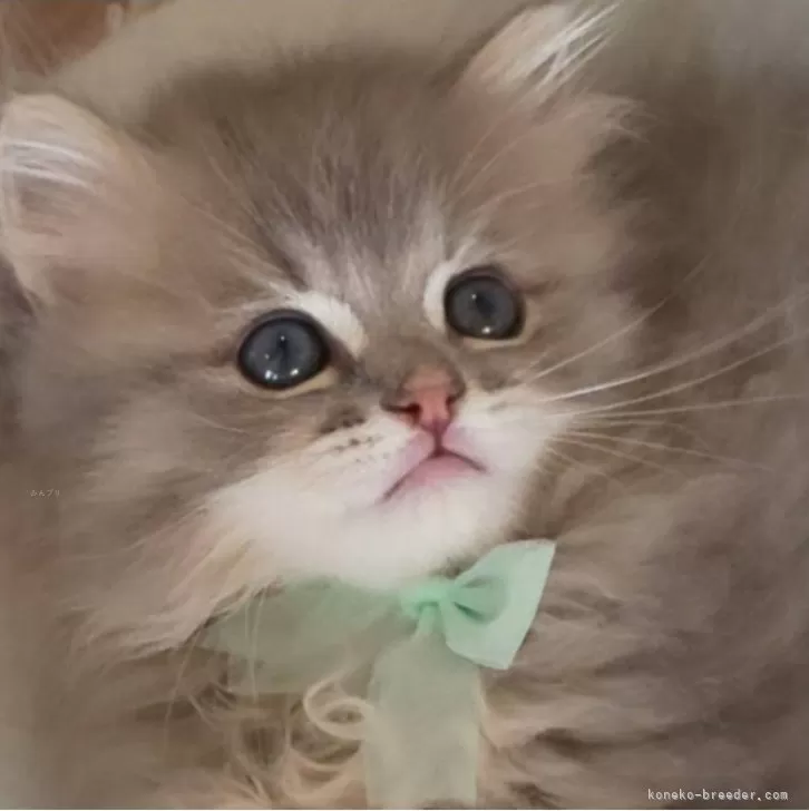 ID:2404-00787の子猫