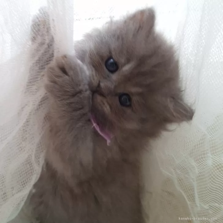 KOHARU 様のお迎えした子猫