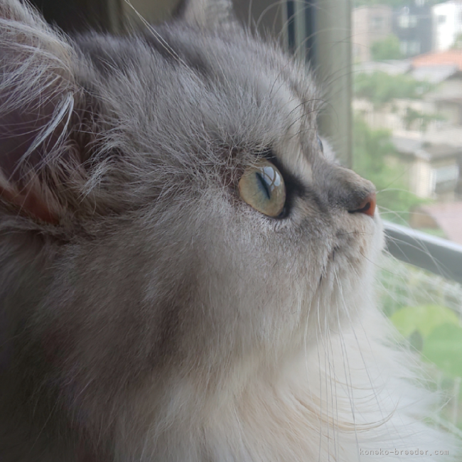 ペルシャ(チンチラ)【・女の子・2021年8月17日・シェーデットシルバー】「大きな瞳でお外眺めるのが大好きなママ♡」