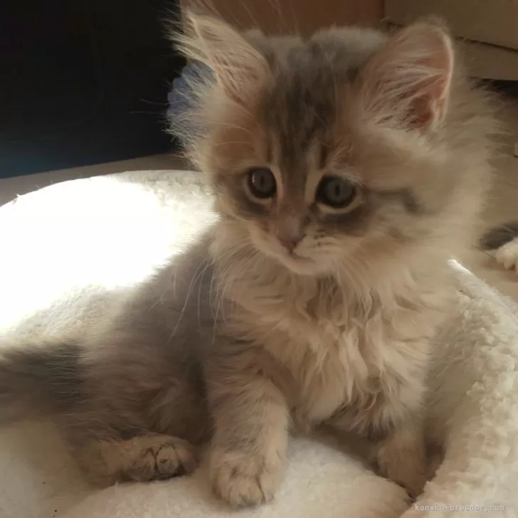 ID：2402-00114の子猫