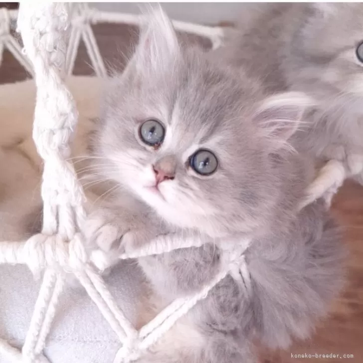 ID：2410-01025の子猫