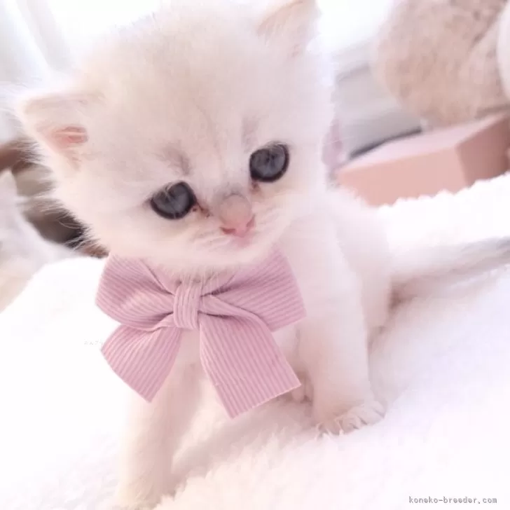 ID：2411-00513の子猫