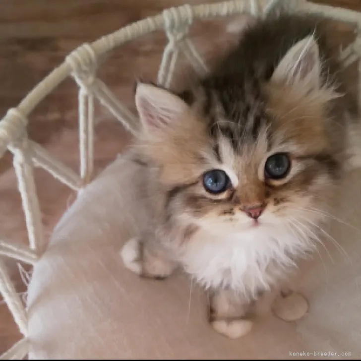 ID:2309-00202の子猫