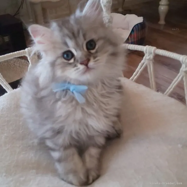 ID:2309-00227の子猫