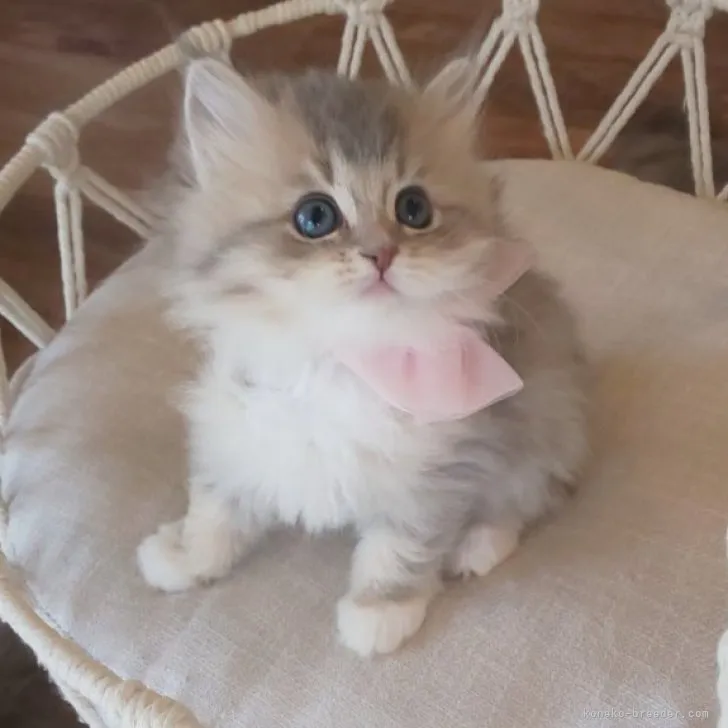 ID：2304-00757の子猫