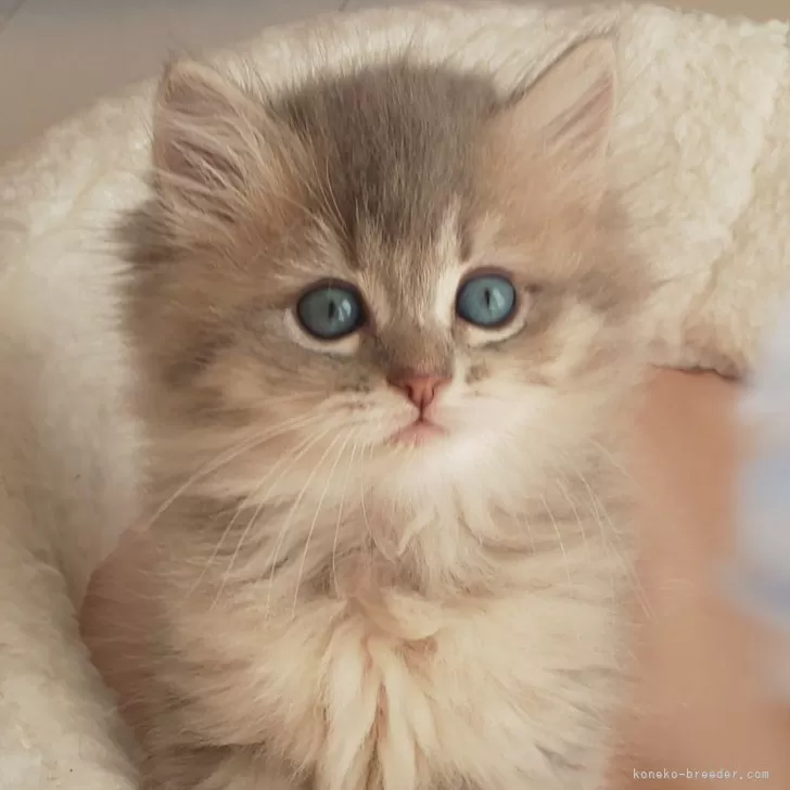 ID:2402-00102の子猫