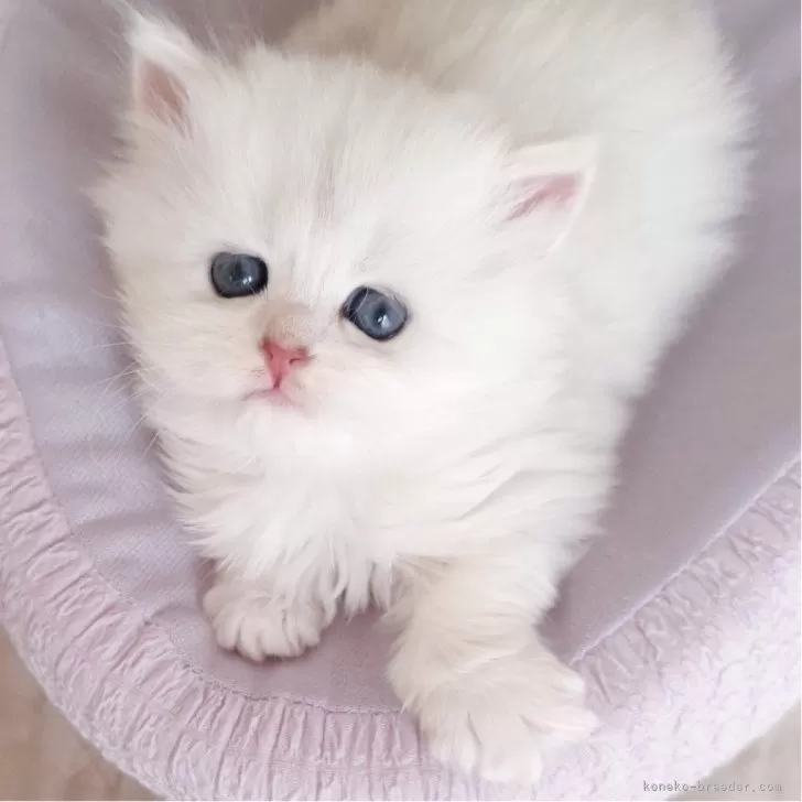ID:2408-01059の子猫