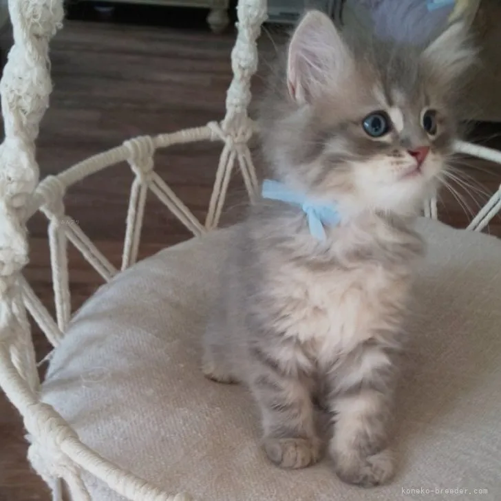 R.N 様のお迎えした子猫