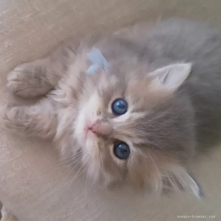 ID：2402-00120の子猫