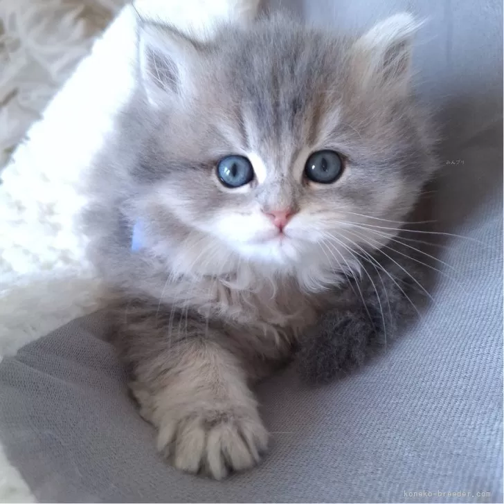 ID：2408-02190の子猫