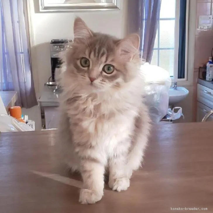 ID:2302-00361の子猫