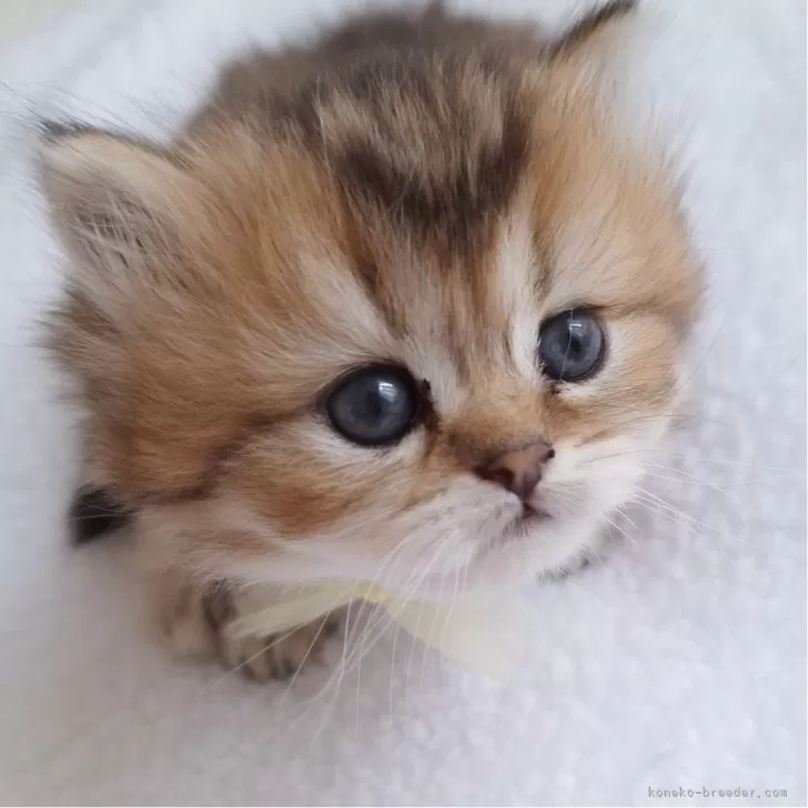 ID：2411-00429の子猫
