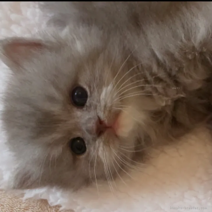ID：2311-00890の子猫