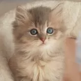 ミヌエット(長足)【千葉県・女の子・2024年1月1日・ブルーシェーデットゴールデン】の写真1「とても整ったお顔です♡口元が綺麗なピンク色で魅力的☆」