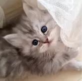 ミヌエット(長足)【千葉県・男の子・2024年2月26日・ブルーシルバー】の写真1