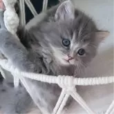 ミヌエット(長足)【千葉県・男の子・2024年4月18日・ブルータビー】の写真3