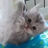 ミヌエット(長足)【千葉県・男の子・2024年2月26日・ブルーシルバー】の写真3