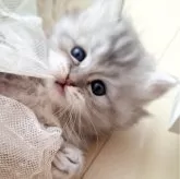 ミヌエット(長足)【千葉県・男の子・2024年2月26日・ブルーシルバー】の写真5