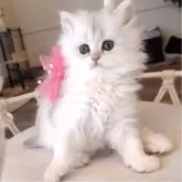 ペルシャ(チンチラ)【千葉県・女の子・2025年3月26日・ブルーチンチラシルバー】の写真10