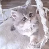 ペルシャ(チンチラ)【千葉県・女の子・2025年8月1日・ブルーチンチラゴールデン】の写真11