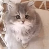 ペルシャ(チンチラ)【千葉県・女の子・2025年3月26日・ブルーチンチラゴールデン】の写真11