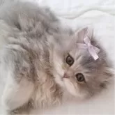 ペルシャ(チンチラ)【千葉県・女の子・2025年8月1日・ブルーチンチラゴールデン】の写真12