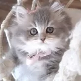 ペルシャ(チンチラ)【千葉県・女の子・2025年3月26日・ブルーチンチラゴールデン】の写真12