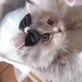 ペルシャ(チンチラ)【千葉県・女の子・2025年8月1日・ブルーチンチラゴールデン】の写真14